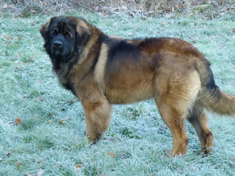 CH. Goliath el brontosaure de la Vallée des Mammouths