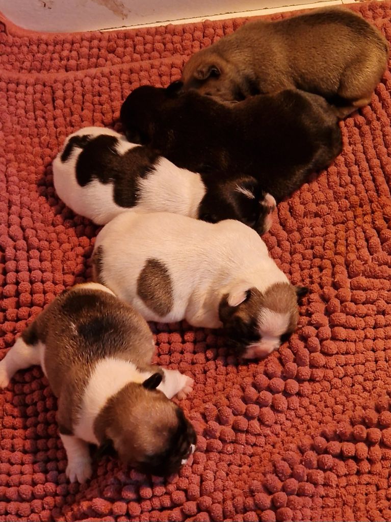 chiot Bouledogue français de la Vallée des Mammouths