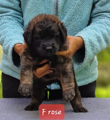 CHIOT collier rose