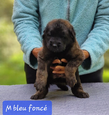 CHIOT collier bleu foncé 