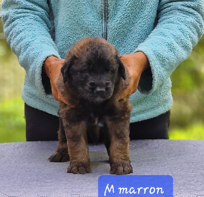 CHIOT collier marron 