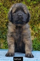 de la Vallée des Mammouths - Leonberger - Portée née le 13/02/2020