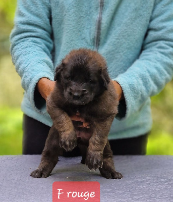 CHIOT collier rouge