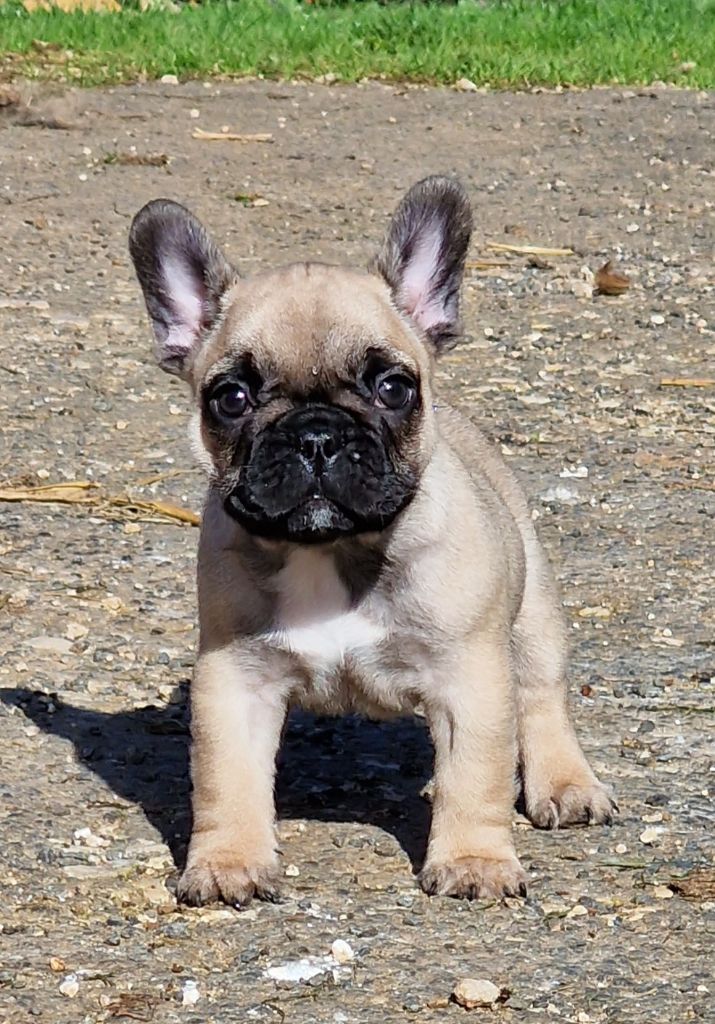 de la Vallée des Mammouths - Chiot disponible  - Bouledogue français