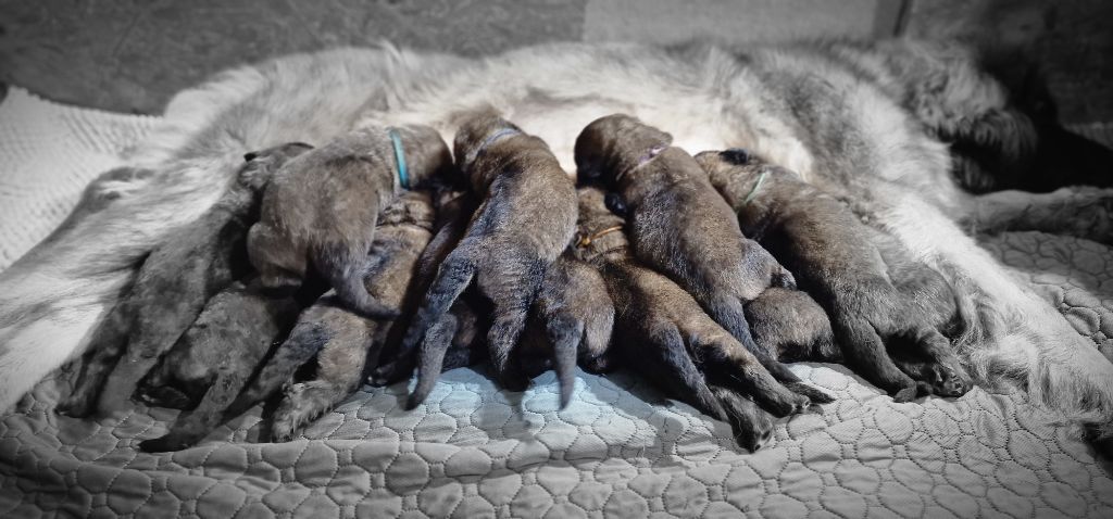 12 bébés léonberg sont nés le 1 septembre 2024