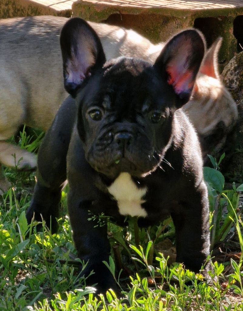 de la Vallée des Mammouths - Chiots disponibles - Bouledogue français