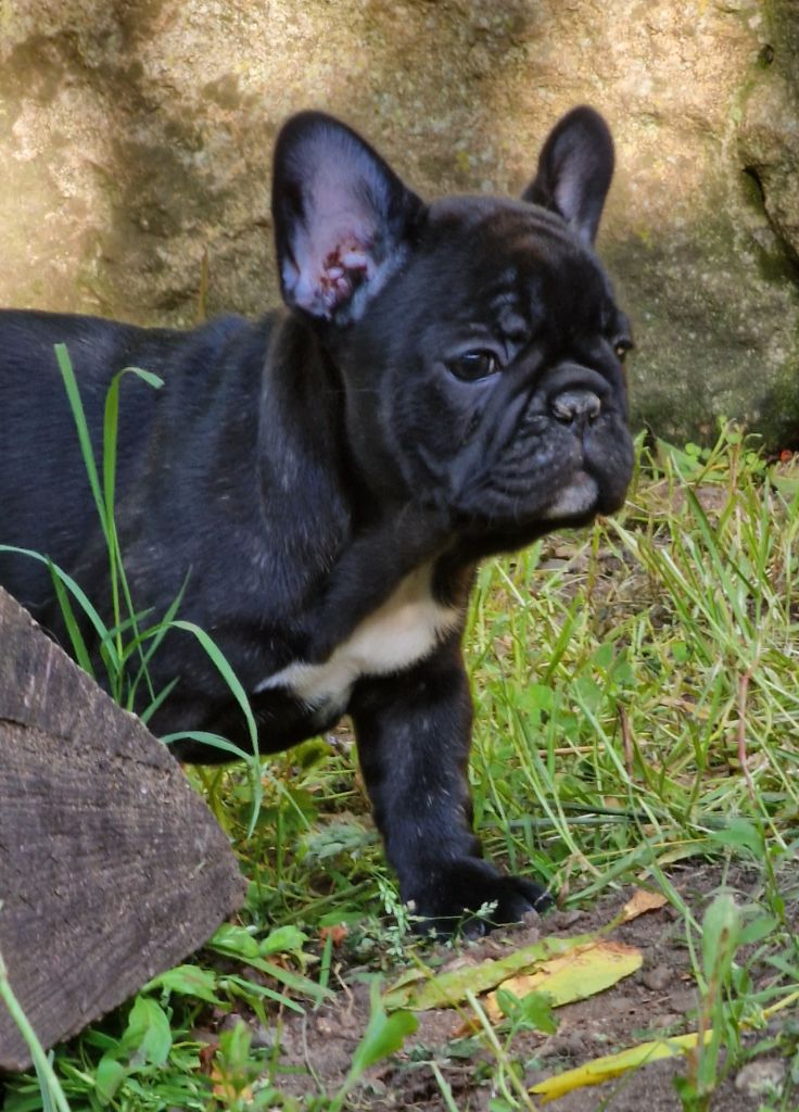 de la Vallée des Mammouths - Chiots disponibles - Bouledogue français