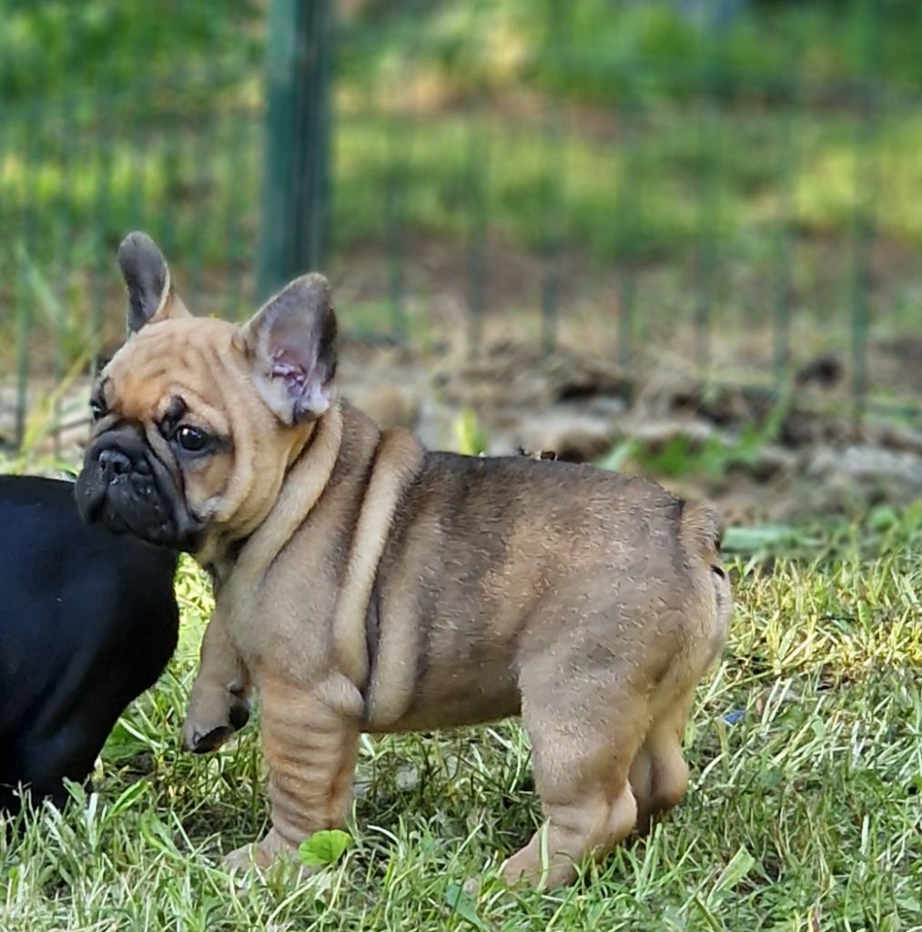 de la Vallée des Mammouths - Chiots disponibles - Bouledogue français