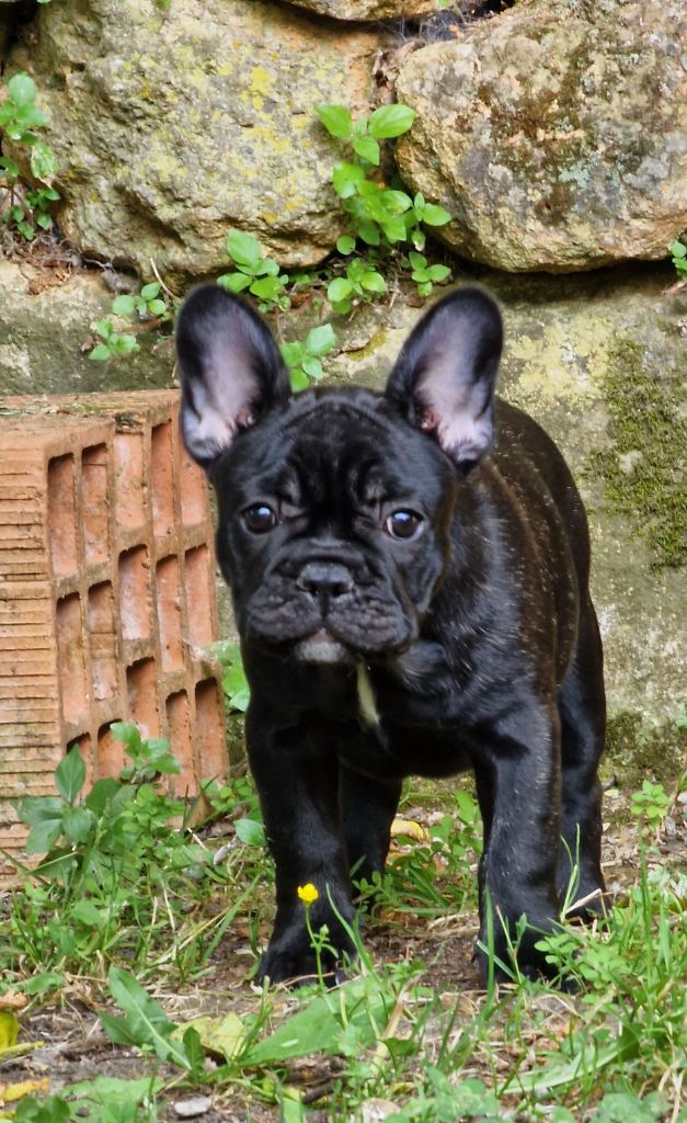 de la Vallée des Mammouths - Chiots disponibles - Bouledogue français