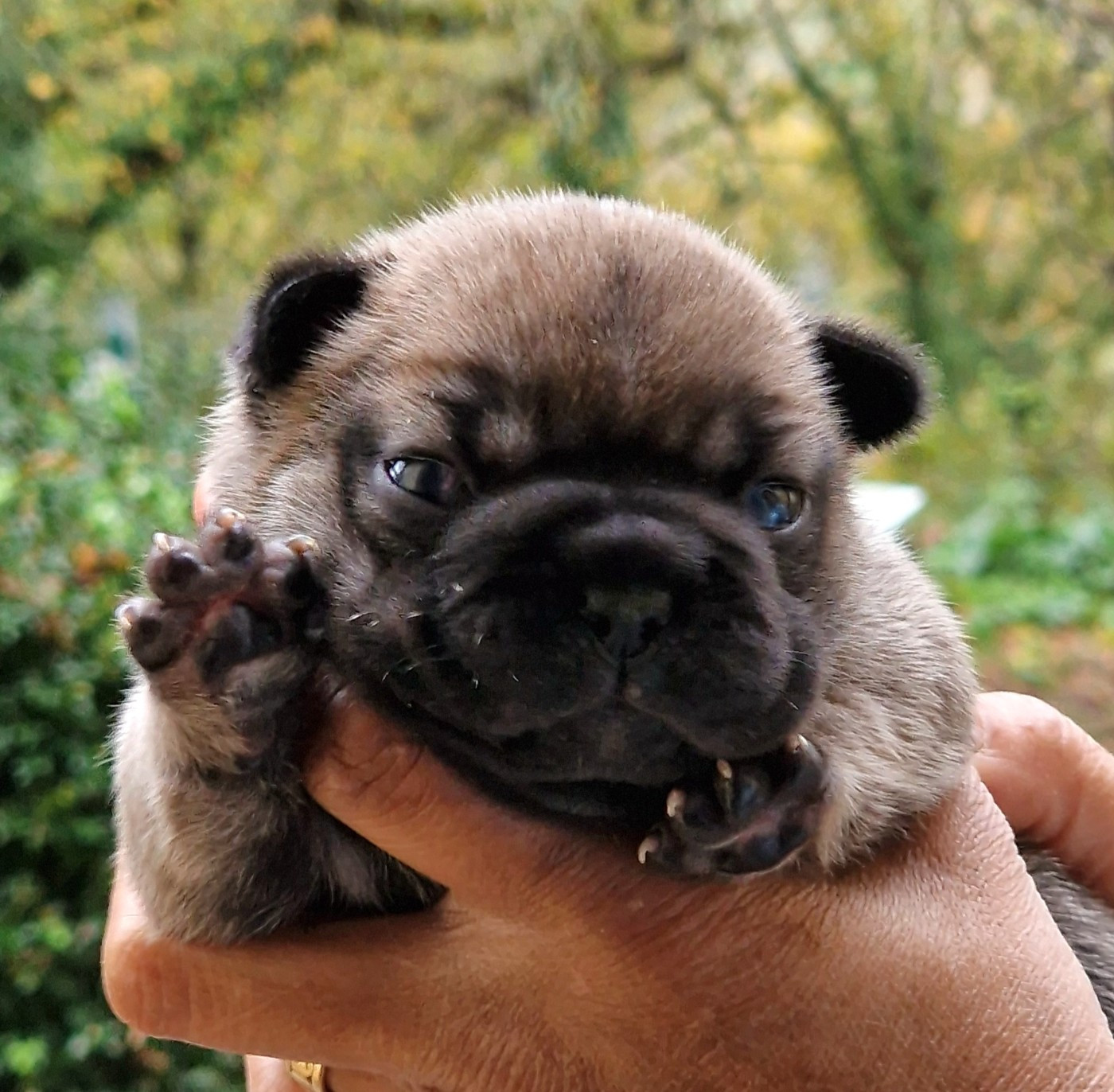 de la Vallée des Mammouths - Chiots disponibles - Bouledogue français
