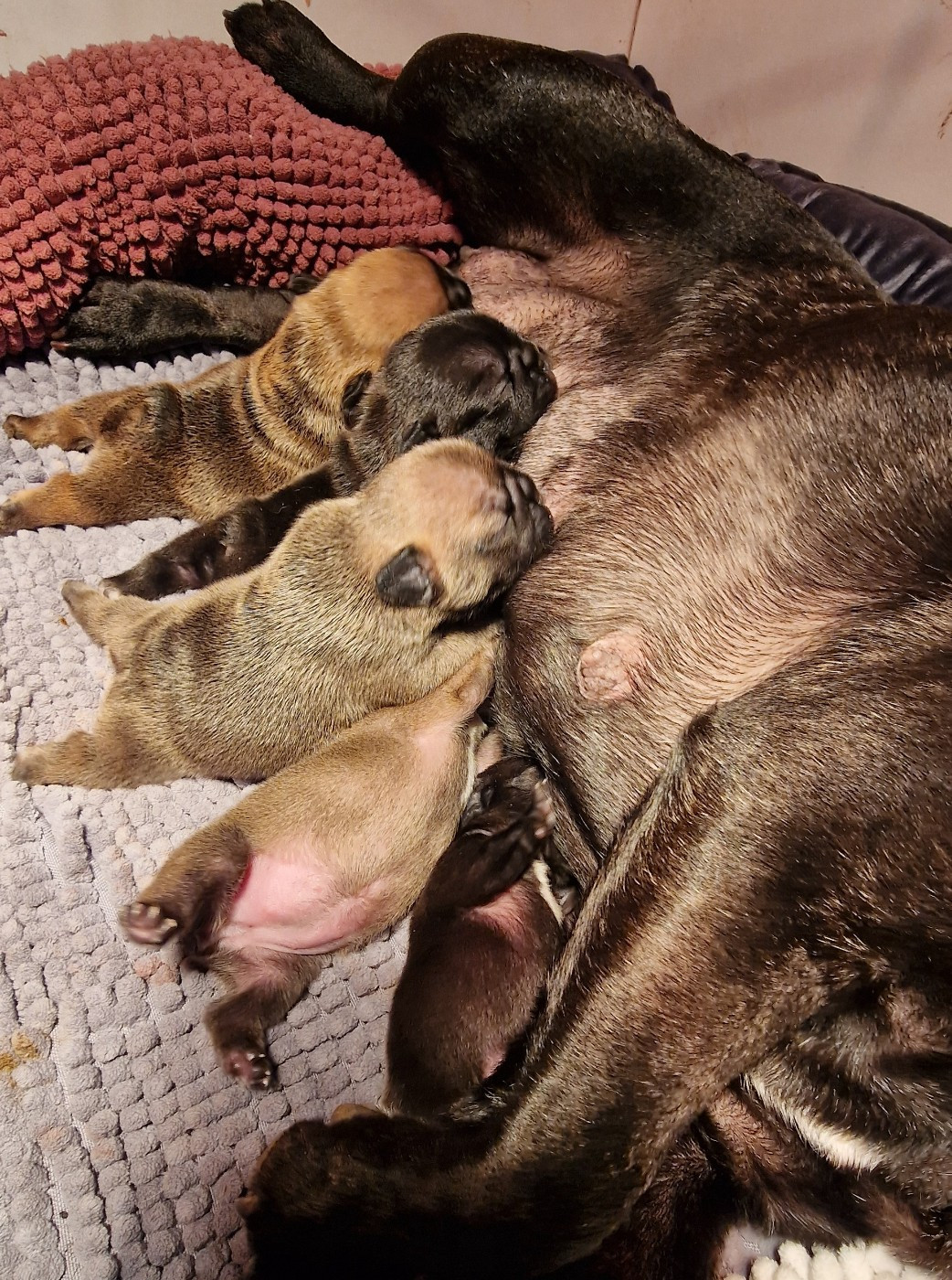 Chiot Bouledogue français de la Vallée des Mammouths