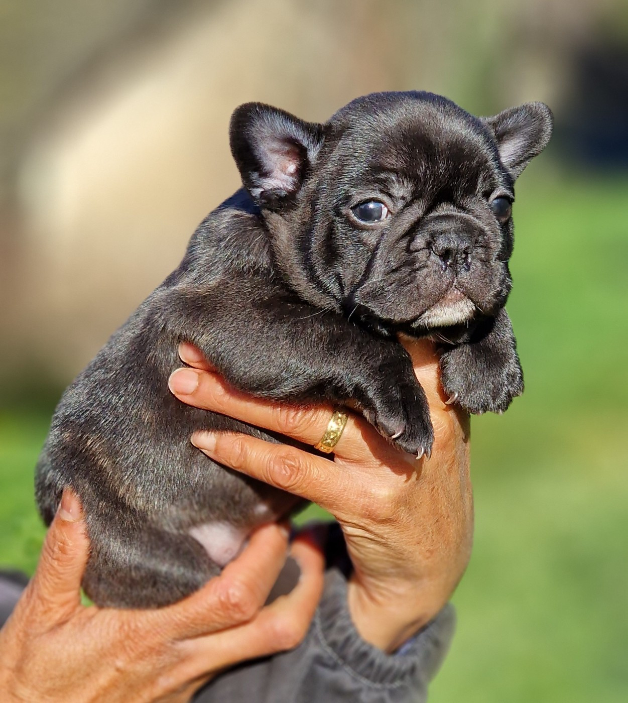 de la Vallée des Mammouths - Chiots disponibles - Bouledogue français