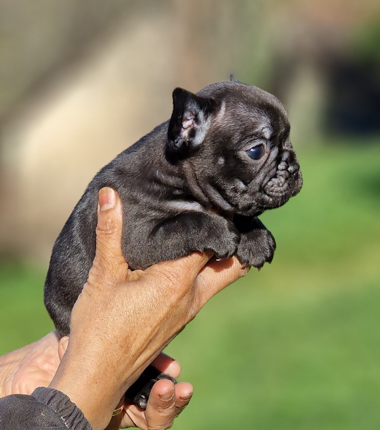 de la Vallée des Mammouths - Chiots disponibles - Bouledogue français