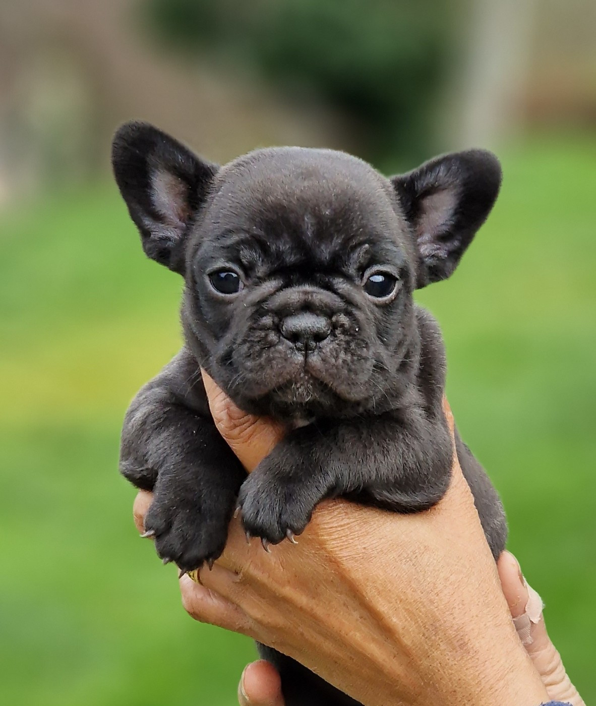 de la Vallée des Mammouths - Chiots disponibles - Bouledogue français