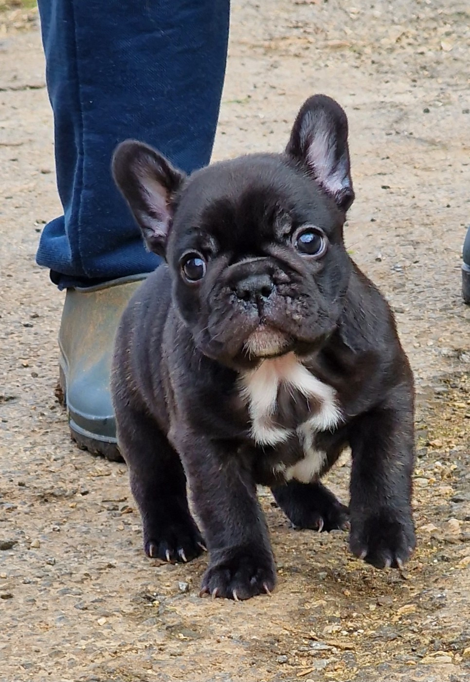 de la Vallée des Mammouths - Chiots disponibles - Bouledogue français