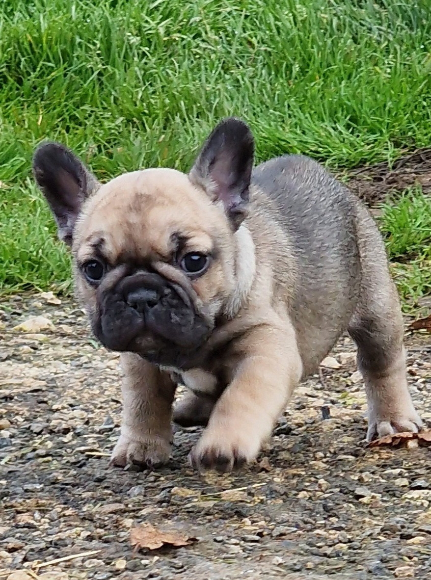 de la Vallée des Mammouths - Chiots disponibles - Bouledogue français