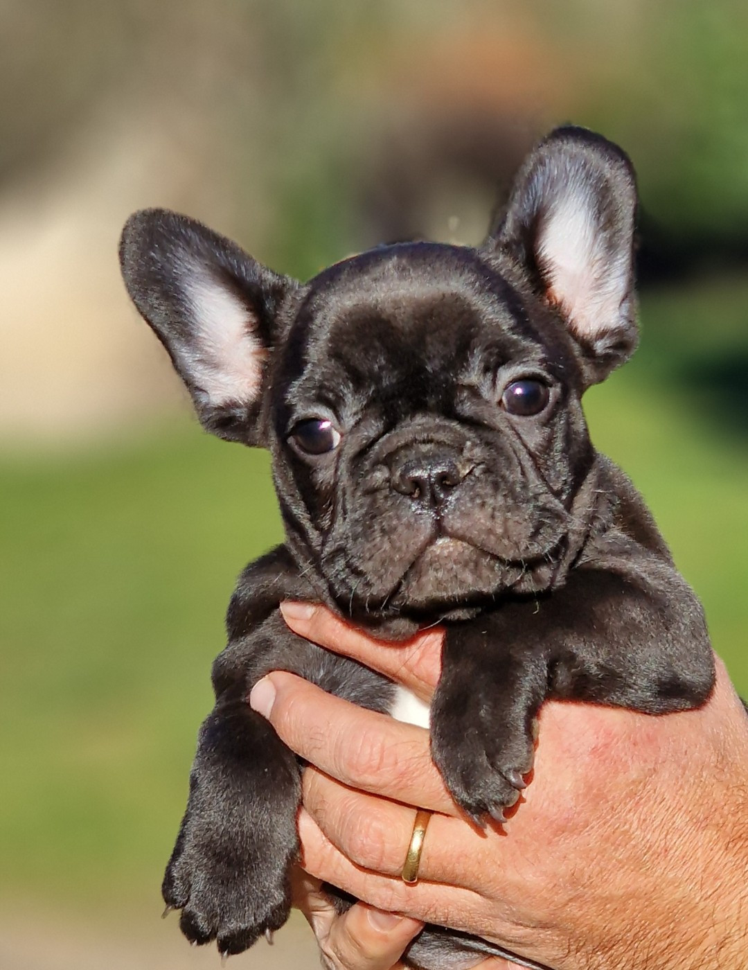 de la Vallée des Mammouths - Chiots disponibles - Bouledogue français