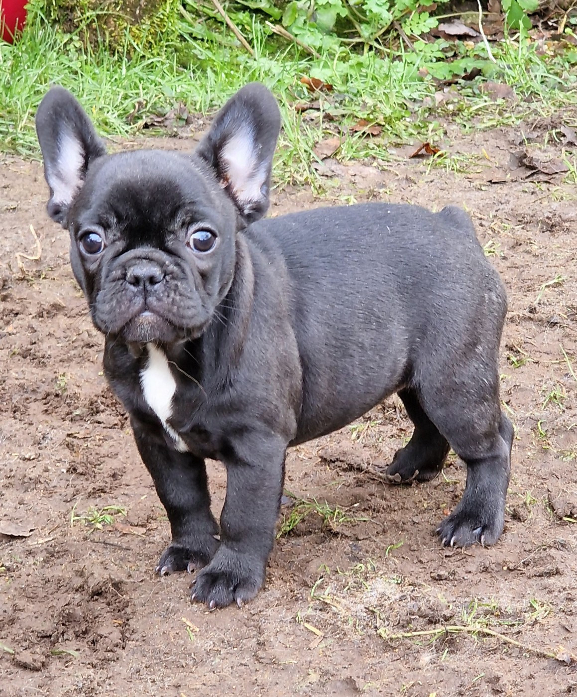 de la Vallée des Mammouths - Chiots disponibles - Bouledogue français