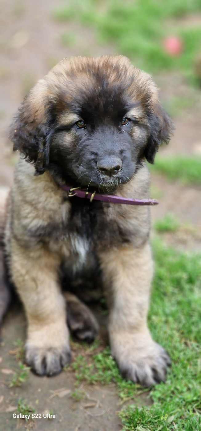 de la Vallée des Mammouths - Chiots disponibles - Leonberger