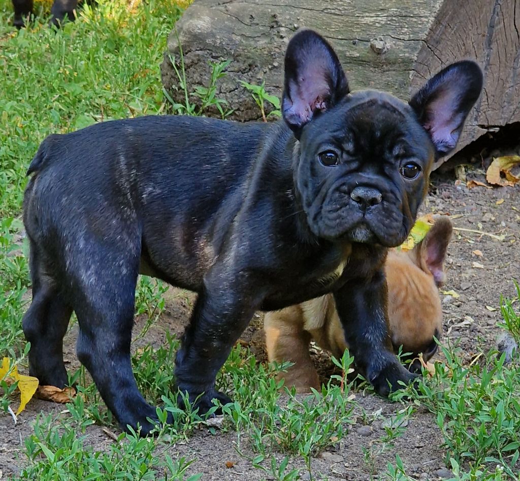 de la Vallée des Mammouths - Chiots disponibles - Bouledogue français