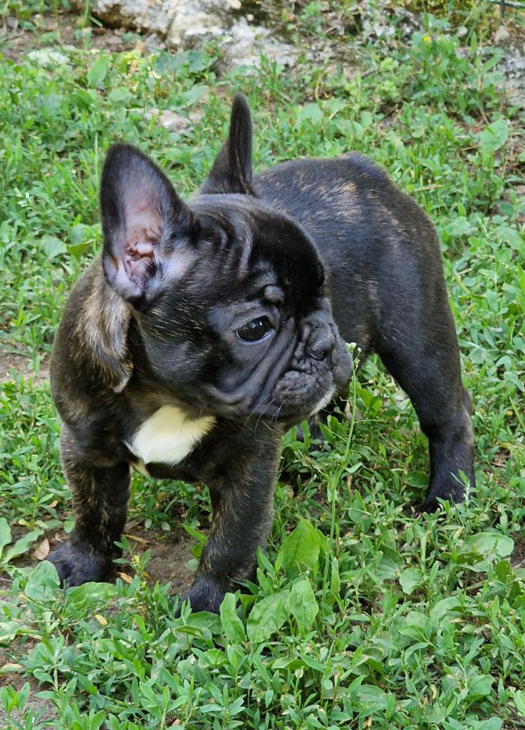 de la Vallée des Mammouths - Chiots disponibles - Bouledogue français