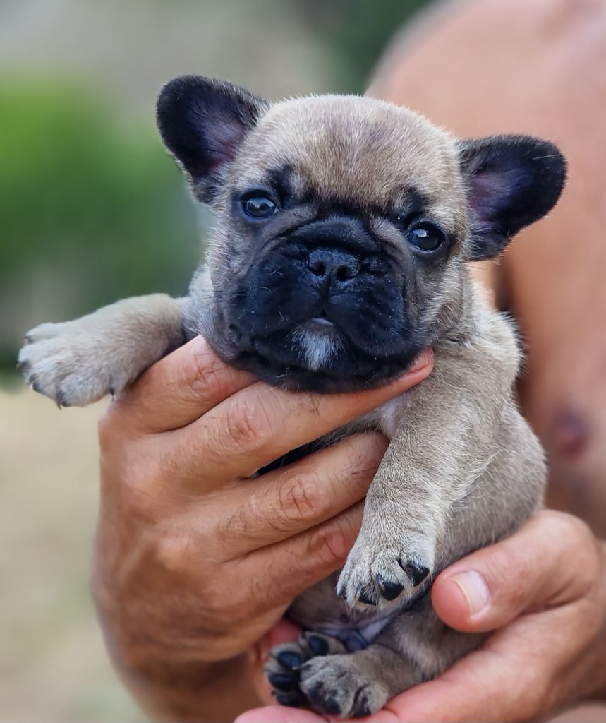 de la Vallée des Mammouths - Chiots disponibles - Bouledogue français