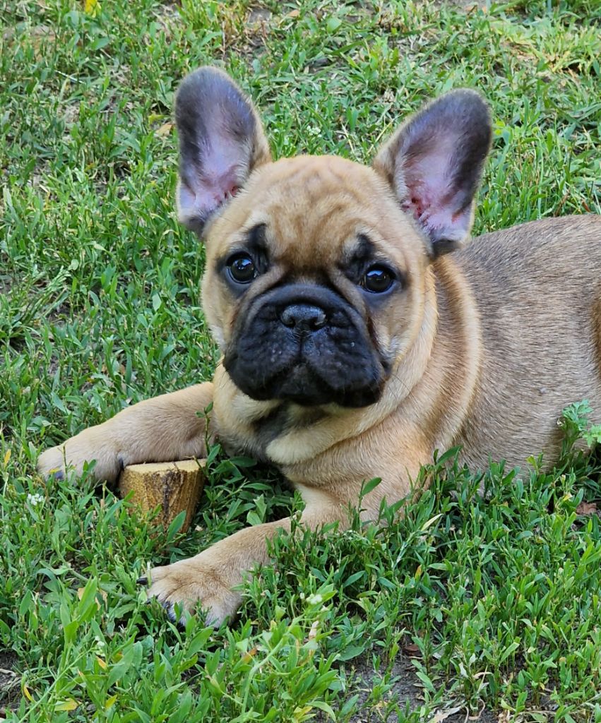 de la Vallée des Mammouths - Chiots disponibles - Bouledogue français