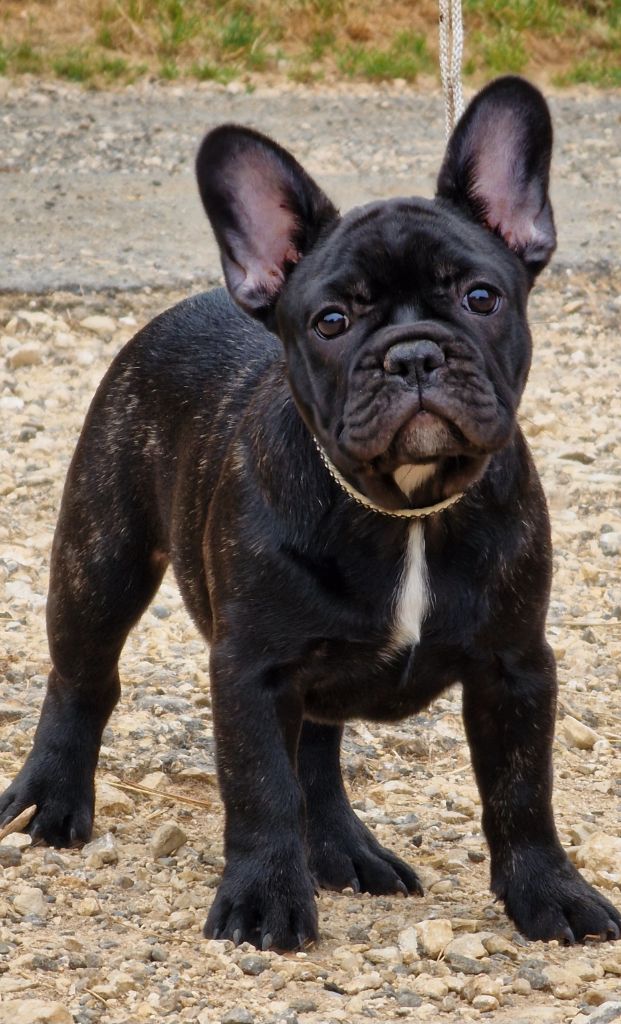 de la Vallée des Mammouths - Chiots disponibles - Bouledogue français