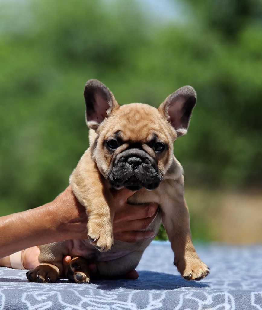 de la Vallée des Mammouths - Chiots disponibles - Bouledogue français