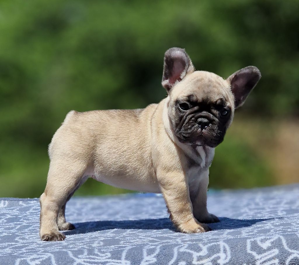 de la Vallée des Mammouths - Chiots disponibles - Bouledogue français