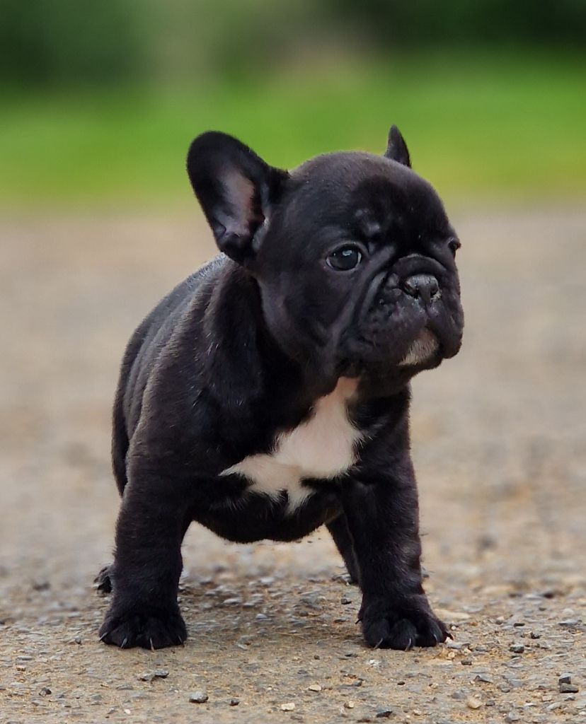 de la Vallée des Mammouths - Chiots disponibles - Bouledogue français