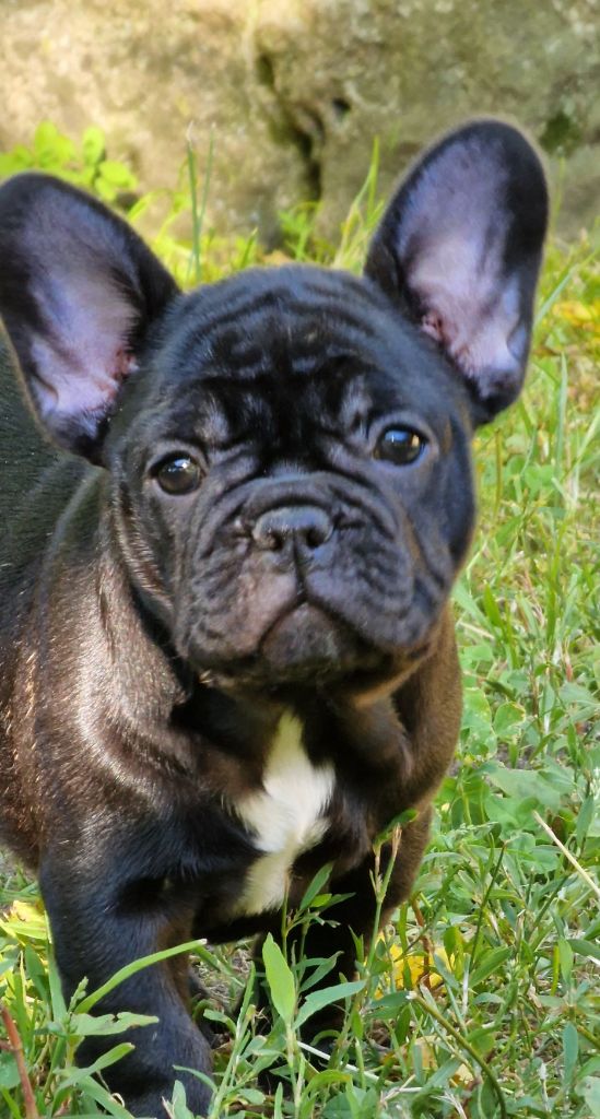 de la Vallée des Mammouths - Chiots disponibles - Bouledogue français