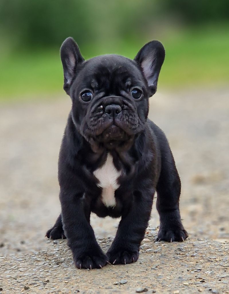 de la Vallée des Mammouths - Chiots disponibles - Bouledogue français