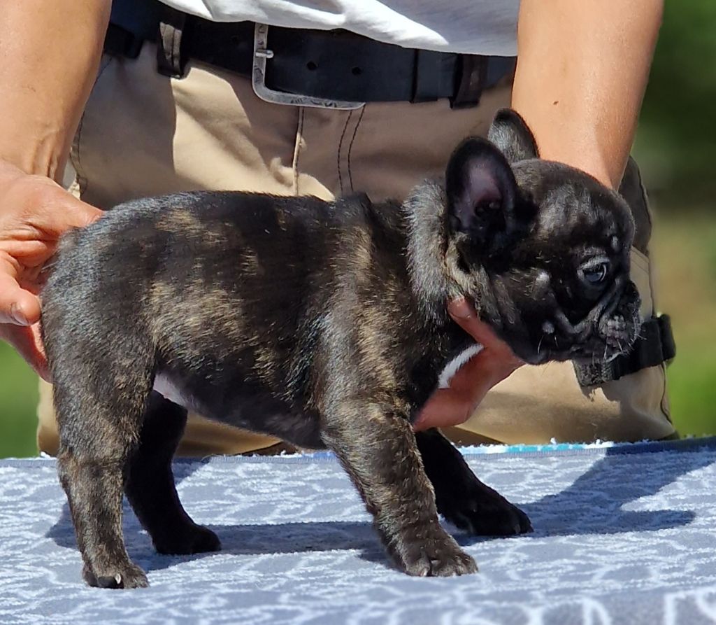 de la Vallée des Mammouths - Chiots disponibles - Bouledogue français