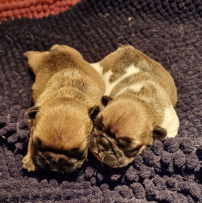 CHIOT 2