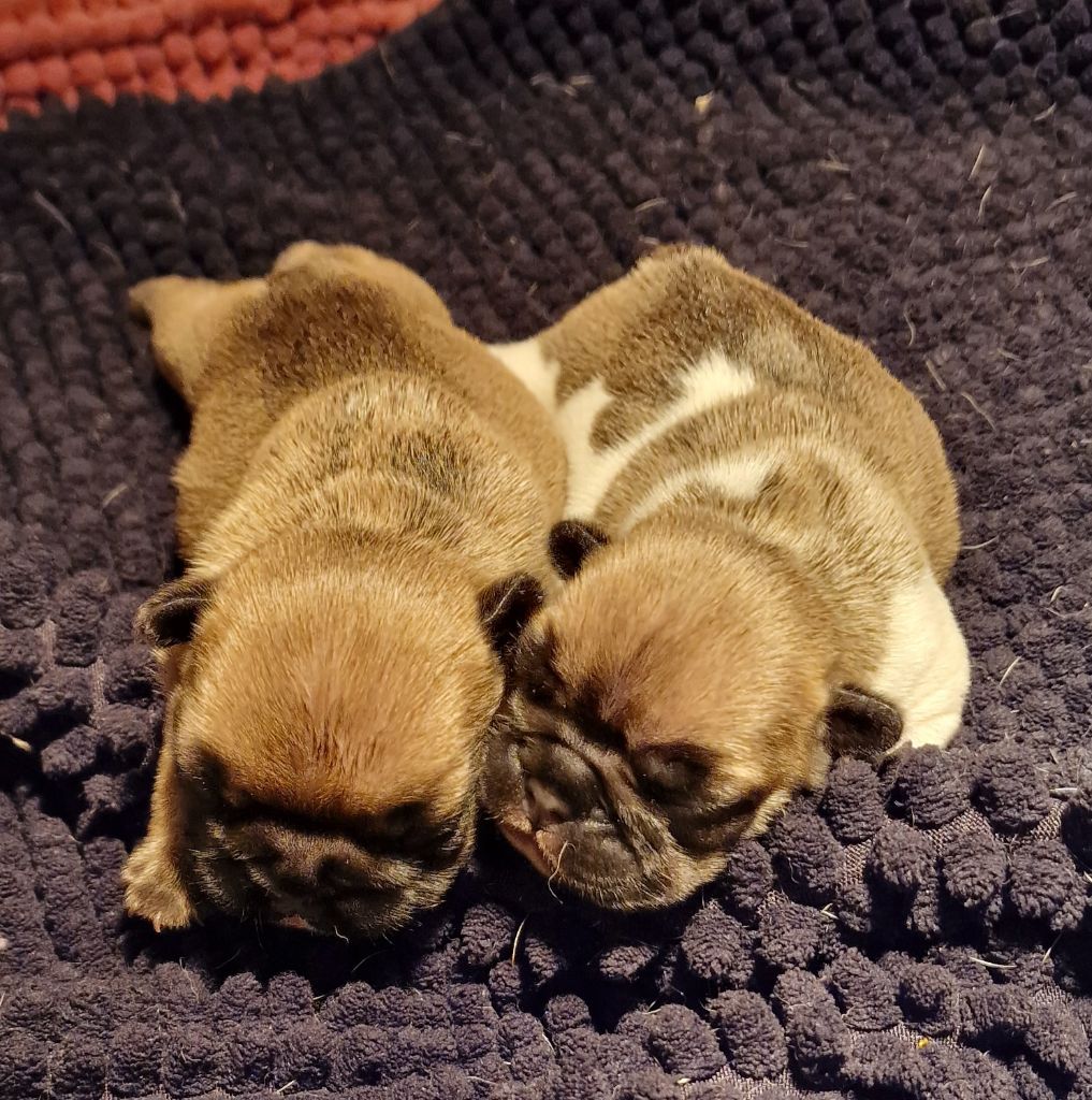 de la Vallée des Mammouths - Chiots disponibles - Bouledogue français