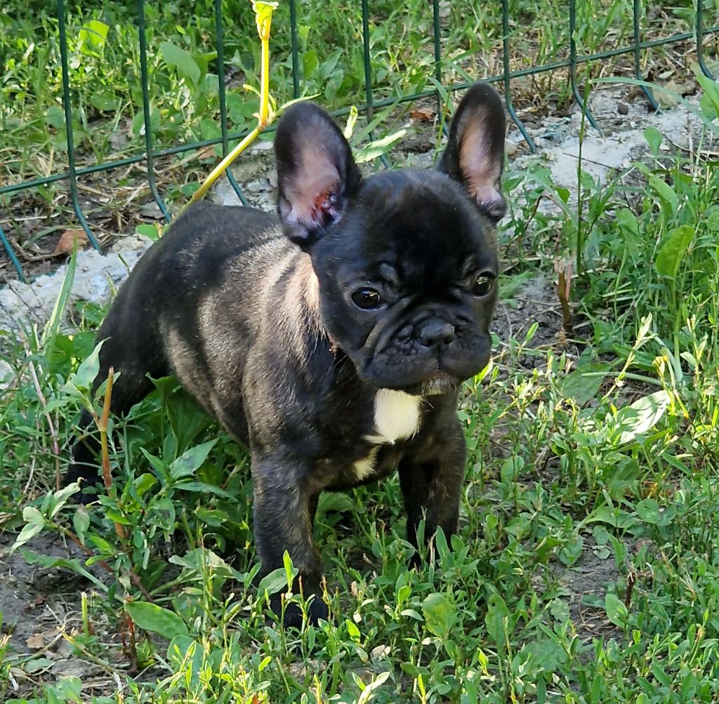 de la Vallée des Mammouths - Chiots disponibles - Bouledogue français