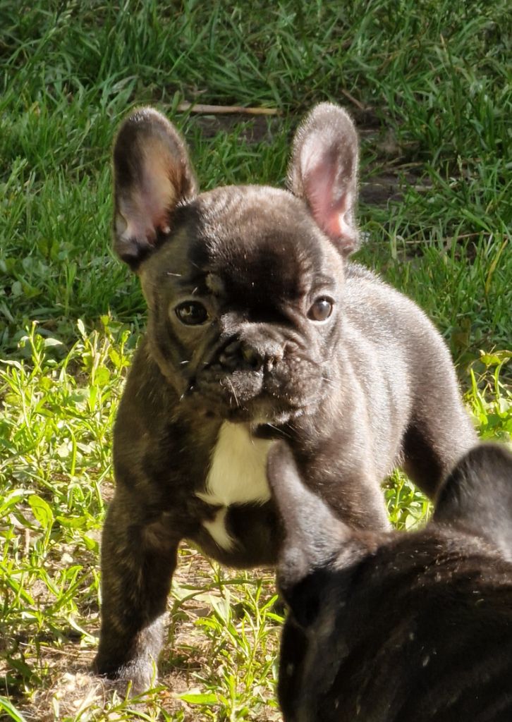 de la Vallée des Mammouths - Chiots disponibles - Bouledogue français