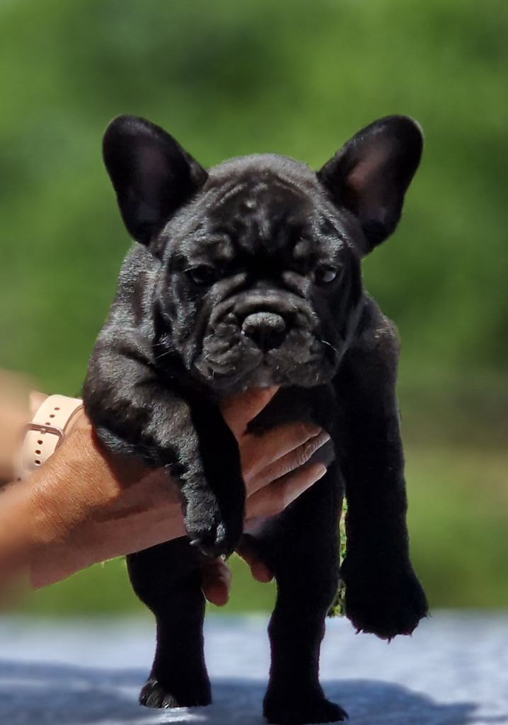 de la Vallée des Mammouths - Chiots disponibles - Bouledogue français